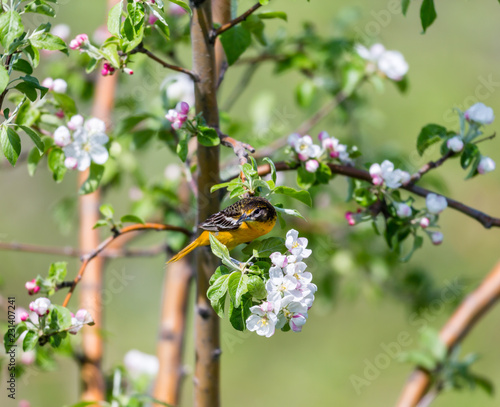 Baltimore oriole foraging and feeding in an orchard filled with apple blossom, Quebec, Canada.