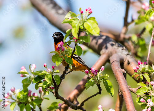 Εκτύπωση καμβά Baltimore oriole foraging and feeding in an orchard filled with apple blossom, Quebec, Canada