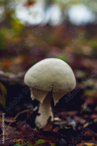Huge white bulbous mushroom alone in a forest