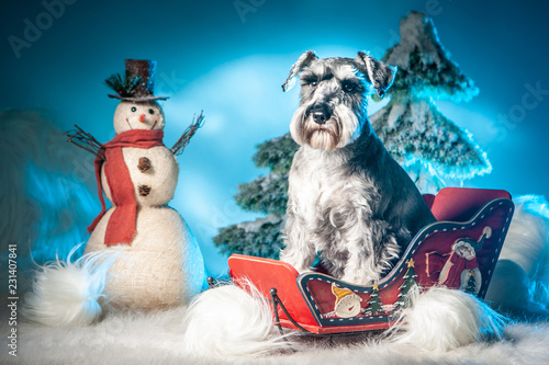 The dog sits in a sled. New...
