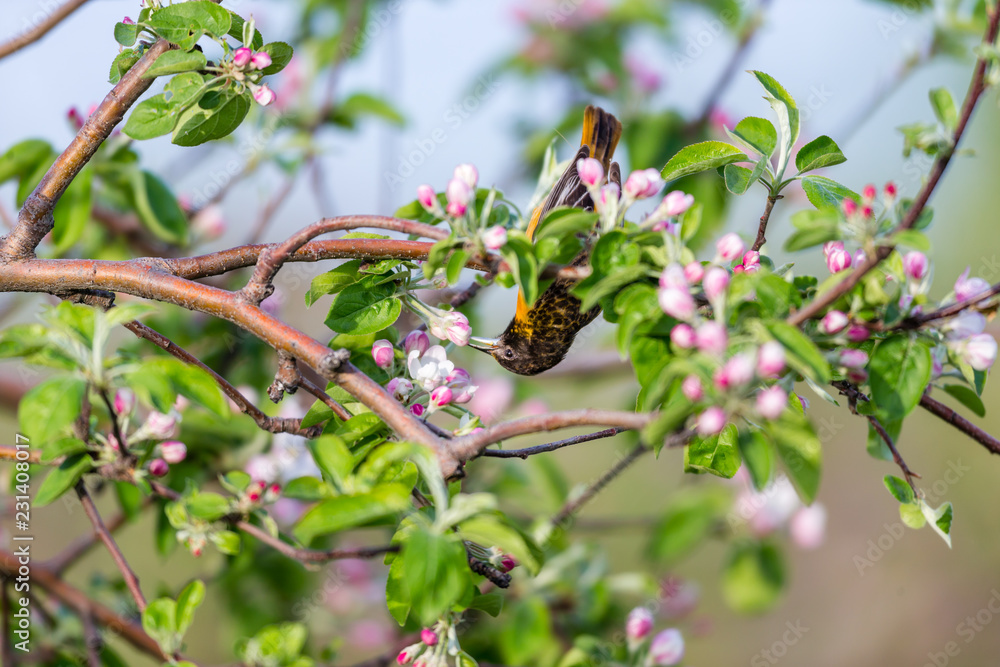 Baltimore oriole feeding in an orchard, Quebec, Canada.