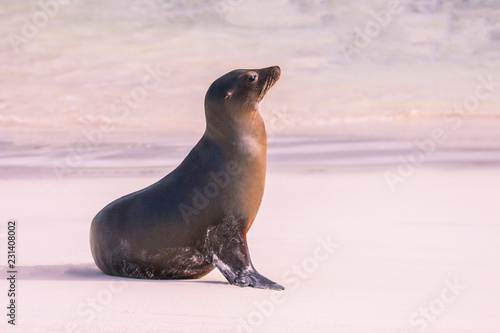 Galapagos Islands. Fur seal. Ecuador. Animals of Ecuador. Fur seals on the beach of the Galapagos Islands. .