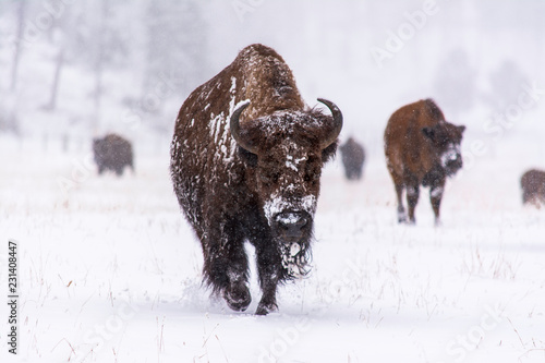 Custer State Park South Dakota