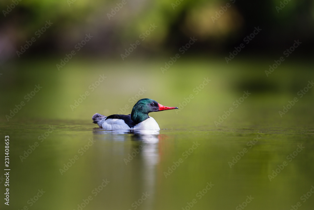 Naklejka premium Common merganser male swimming in a lake in north Quebec Canada.