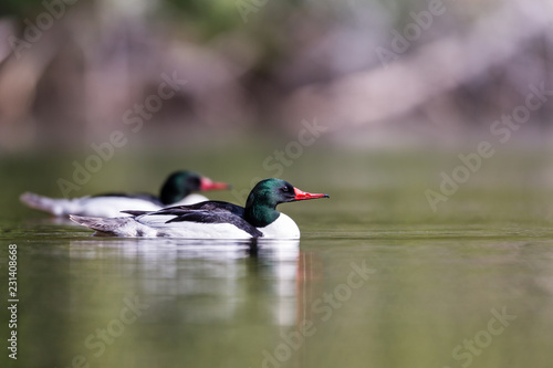 Common merganser male swimming in a lake in north Quebec Canada.