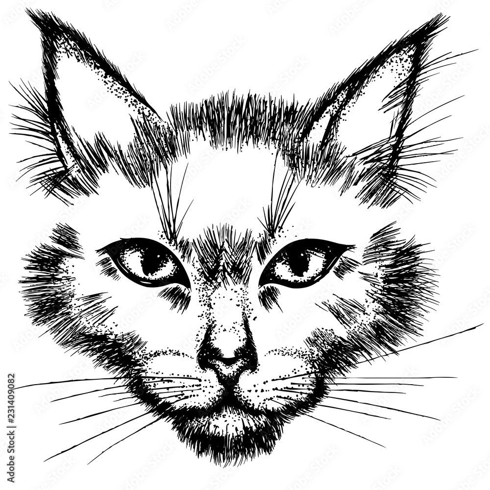 Fototapeta Ręcznie rysowane tuszem ilustracji wektorowych. Kot twarz odizolowywająca na białym tle.