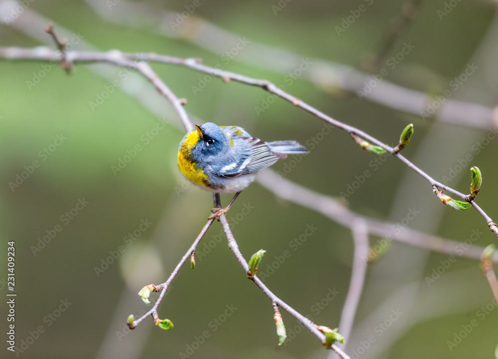 Obraz premium A small warbler of the upper canopy, the Northern Parula can be found in boreal forests of Quebec. It nests in Canada in June and July and after returns south to spend the winter.