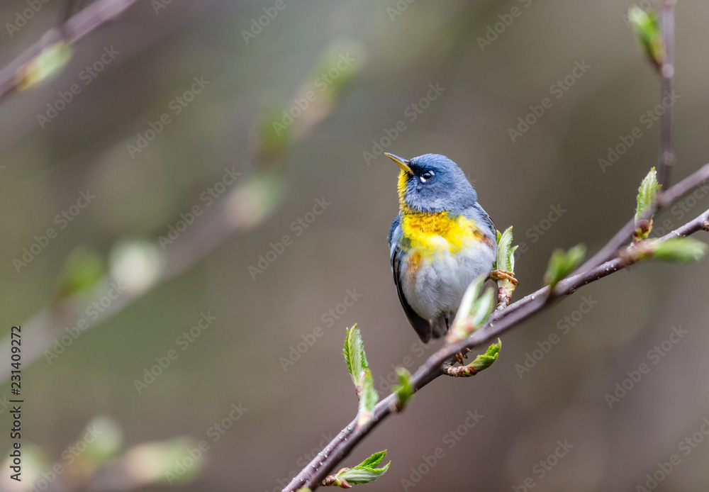 A small warbler of the upper canopy, the Northern Parula can be found in boreal forests of Quebec. It nests in Canada in June and July and after returns south to spend the winter. A small warbler of the upper canopy, the Northern Parula can be found in boreal forests of Quebec. It nests in Canada in June and July and after returns south to spend the winter.
