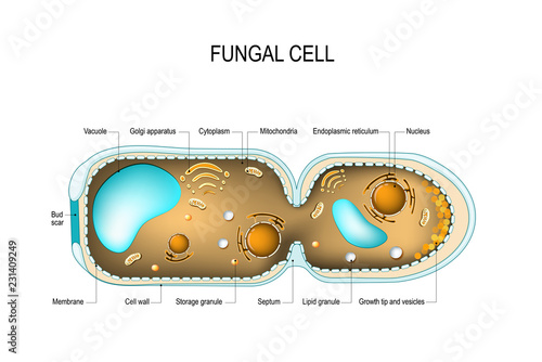 Fungal hyphae cells