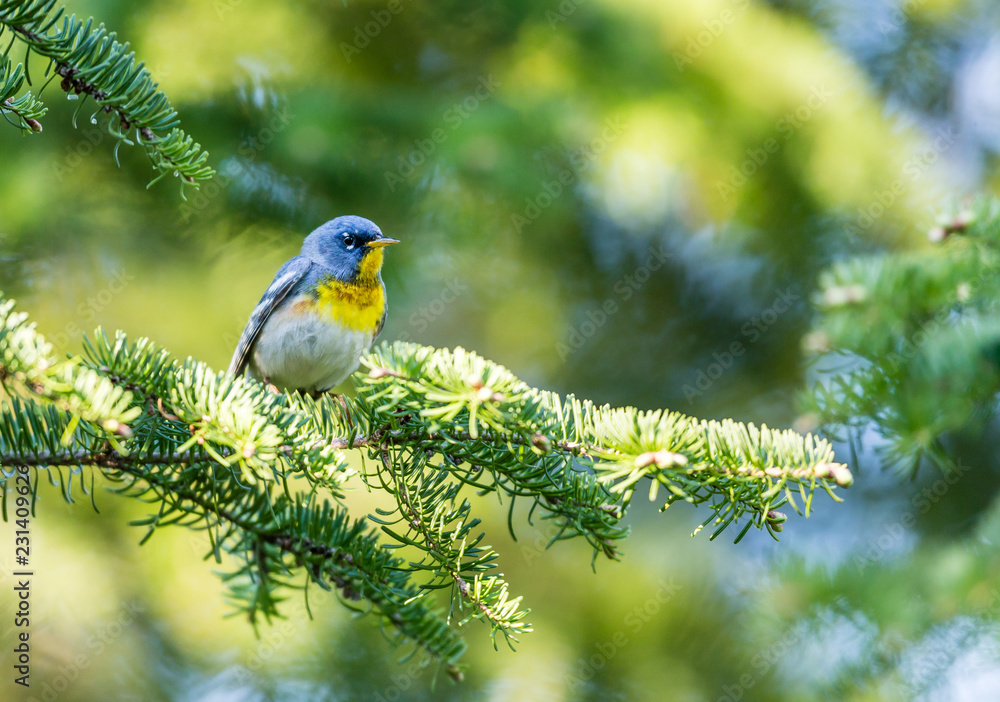 Obraz premium A small warbler of the upper canopy, the Northern Parula can be found in boreal forests of Quebec. It nests in Canada in June and July and after returns south to spend the winter.