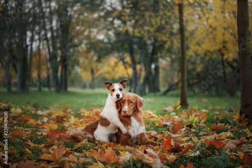 Fototapeta Naklejka Na Ścianę i Meble -  dogs traveler. Autumn mood. red Nova Scotia Duck Tolling Retriever and a Jack Russell Terrier. happy pets together, healthy lifestyle.
