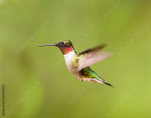Ruby throated hummingbird shot in a boreal forest Quebec, Canada.