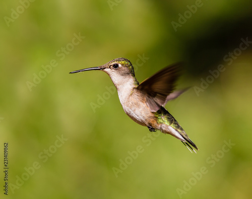 Ruby throated hummingbird shot in a boreal forest Quebec, Canada.