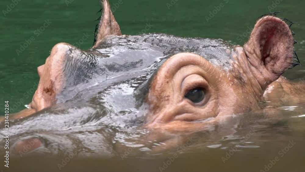 Slow Motion, Close up a common hippopotamus take bath in lake water of nature wildlife. Hippopotamus amphibius or hippo is semi-aquatic mammal native to sub-Saharan Africa. Family Hippopotamidae-Dan Slow Motion, Close up a common hippopotamus take bath in lake water of nature wildlife. Hippopotamus amphibius or hippo is semi-aquatic mammal native to sub-Saharan Africa. Family Hippopotamidae-Dan