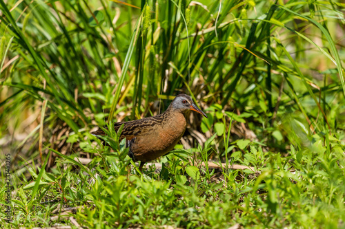 Virginia rail searching for food in a swamp in the techno parc, Montreal, Quebec, Canada.