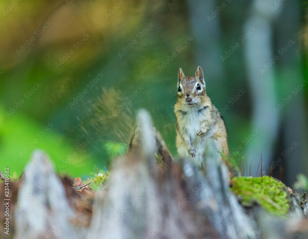 Chipmunk searching for food in a boreal forest Quebec, Canada. Chipmunk searching for food in a boreal forest Quebec, Canada.