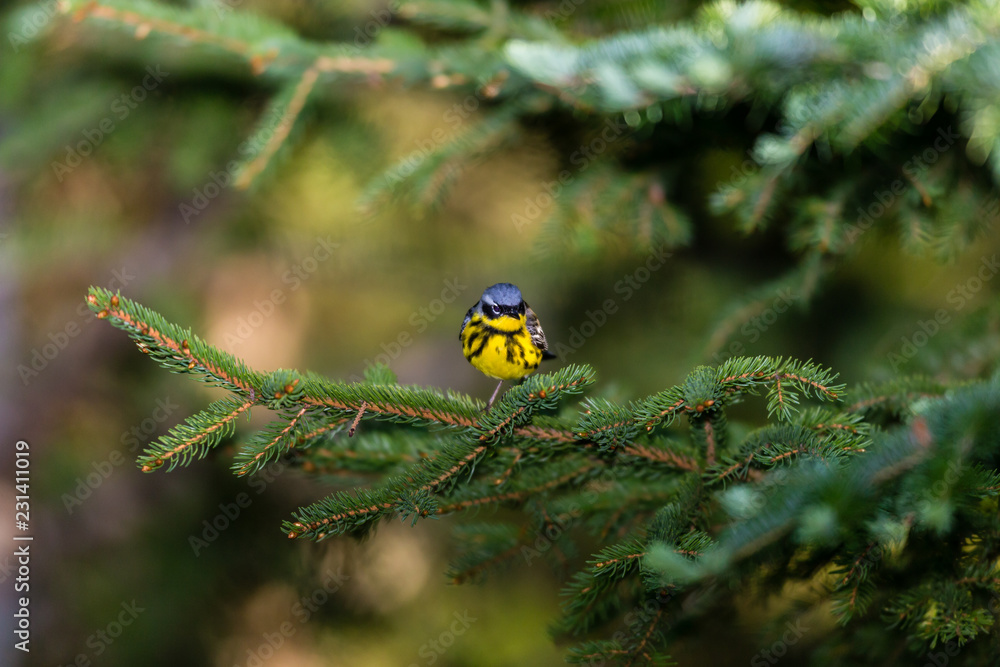 Magnolia Warbler deep in a boreal forest north Quebec Canada. Magnolia Warbler deep in a boreal forest north Quebec Canada.