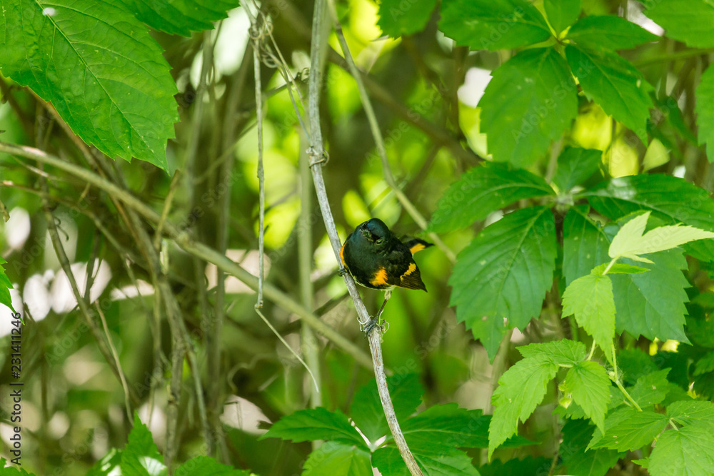 American Redstart, deep in a boreal forest Quebec, Canada. American Redstart, deep in a boreal forest Quebec, Canada.