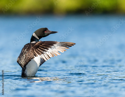 Common loon swimming in a lake in the Laurentians, north Quebec Canada.