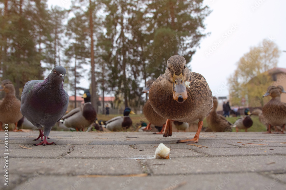 Fototapeta premium Mallard (wild duck) and pigeon feeding with bread in city park on the cobblestones