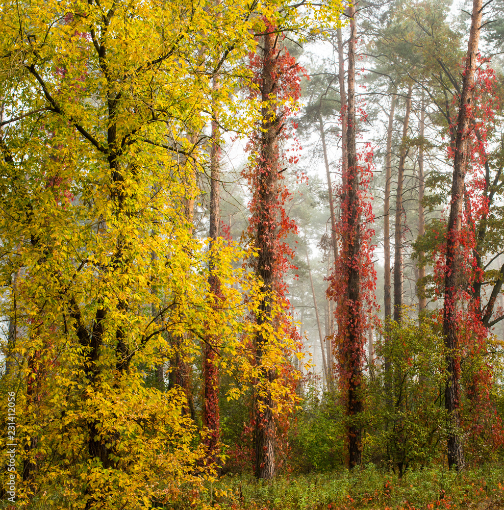 autumn forest in the morning mist