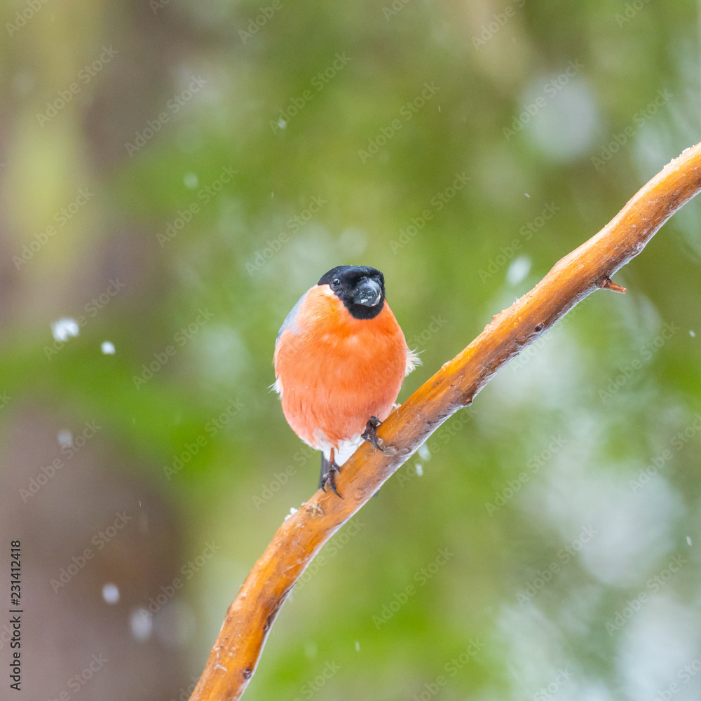 Eurasian bullfinch, common bullfinch or bullfinch (Pyrrhula pyrrhula), .Finland Eurasian bullfinch, common bullfinch or bullfinch (Pyrrhula pyrrhula), .Finland