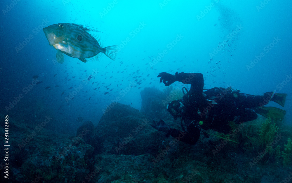 Fototapeta premium fish on the sea floor