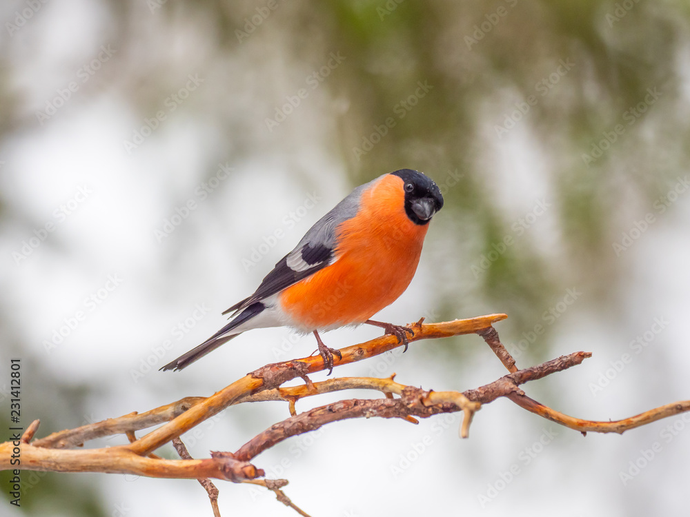 Eurasian bullfinch, common bullfinch or bullfinch (Pyrrhula pyrrhula), .Finland Eurasian bullfinch, common bullfinch or bullfinch (Pyrrhula pyrrhula), .Finland