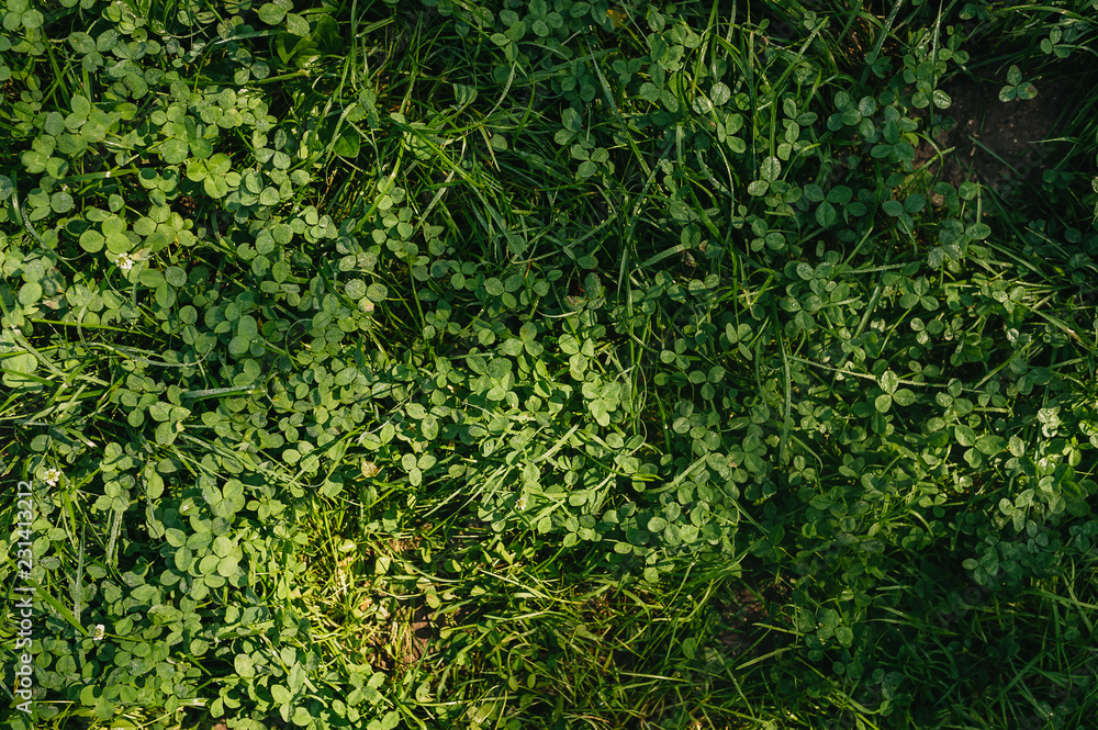 Fototapeta premium Perfect green plant 