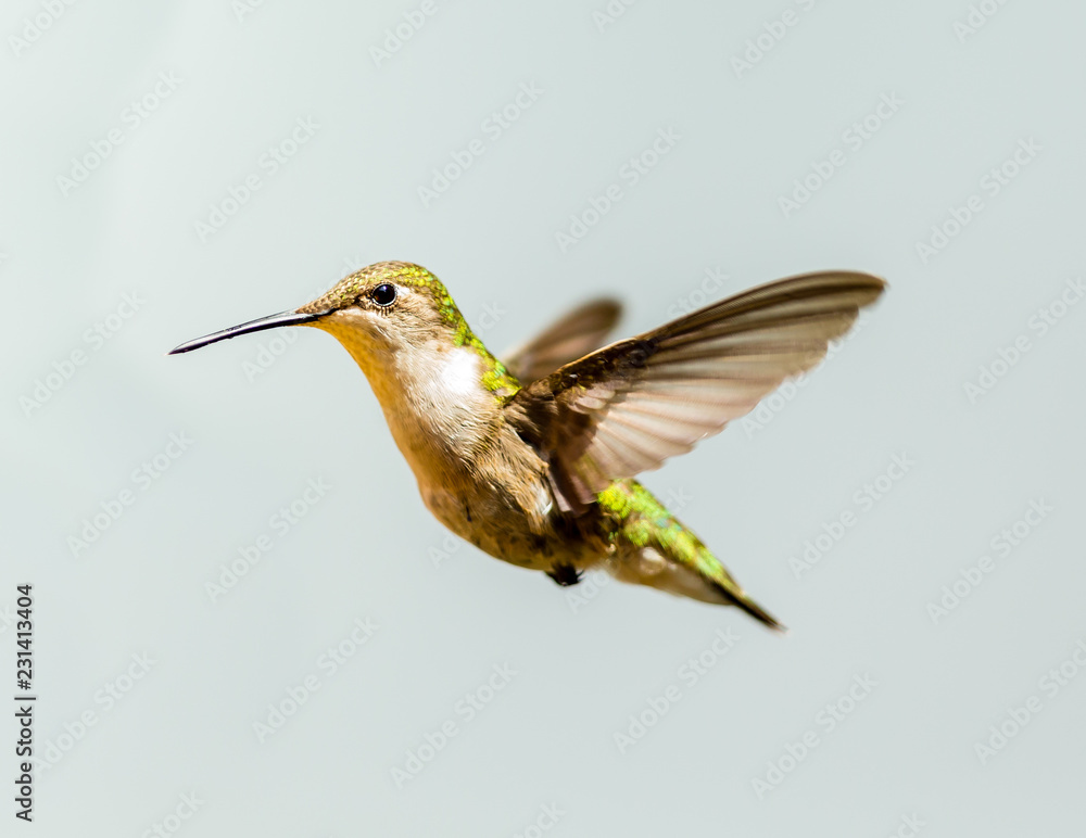 Fototapeta premium Female ruby throated hummingbird flying isolated on a white background.