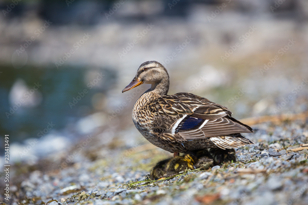 Female mallard and chicks on a lake shorw, Lachine, Quebec, Canada. Female mallard and chicks on a lake shorw, Lachine, Quebec, Canada.