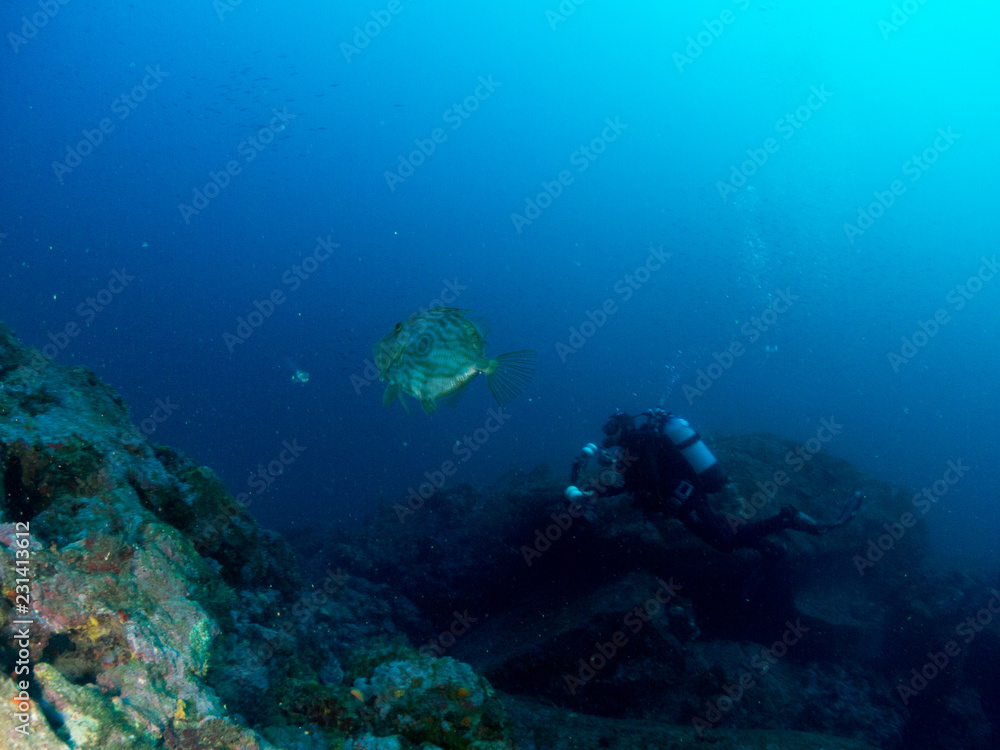 Fototapeta premium fish on the sea floor