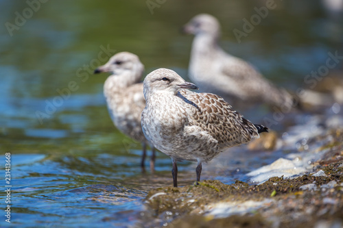 Seagulls standing on the lakeshore. Lachine, Quebec, Canada. © Hummingbird Art