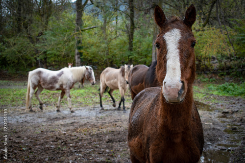 Portrait of a brown horse, with different horses background.