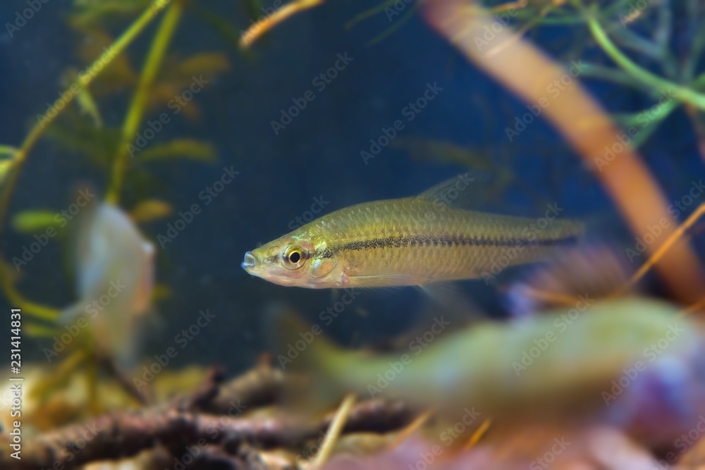 Pseudorasbora parva, stone moroko or topmouth gudgeon, freshwater fish