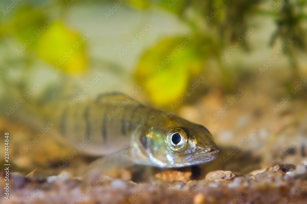 Sander lucioperca, zander or pike-perch juvenile freshwater fish in biotope aquarium representing Southern Bug river, shallow depth of field photo Sander lucioperca, zander or pike-perch juvenile freshwater fish in biotope aquarium representing Southern Bug river, shallow depth of field photo