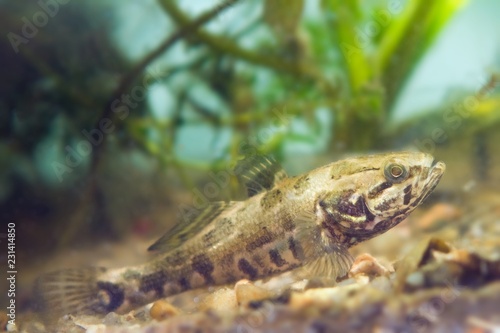 Perccottus glenii, Chinese sleeper, freshwater predator in biotope aquarium on tank bottom, side view nature photo