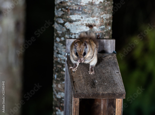 Northern flying squirrel also called Polatouche in French, taken in cottage country north Quebec. photo