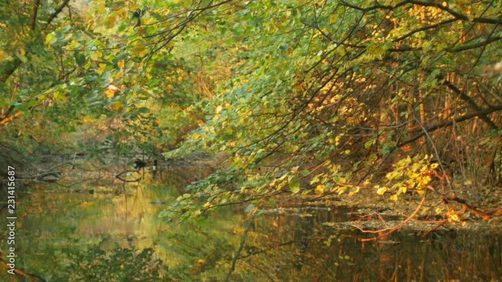 Inland river delta river in the floodplain forest and lowlands, the protected landscape area of Litovelske Pomoravi, the world-wide wetland territory, falling foliage of nice color autumn 4K Inland river delta river in the floodplain forest and lowlands, the protected landscape area of Litovelske Pomoravi, the world-wide wetland territory, falling foliage of nice color autumn 4K