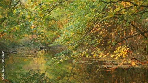 Inland river delta river in the floodplain forest and lowlands, the protected landscape area of Litovelske Pomoravi, the world-wide wetland territory, falling foliage of nice color autumn 4K photo