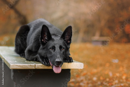 Pies, czarny owczarek niemiecki leżacy na ławce w praku.
