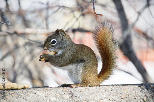 A squirrel munches on a peanut while sitting on a wall © Amelia