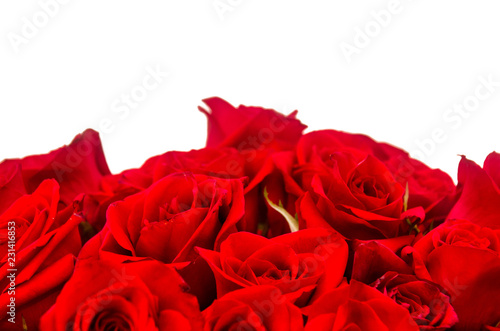 Bouquet of red roses with white background