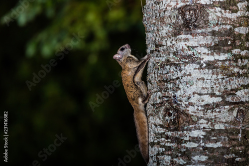 Northern flying squirrel also called Polatouche in French, taken in cottage country north Quebec.