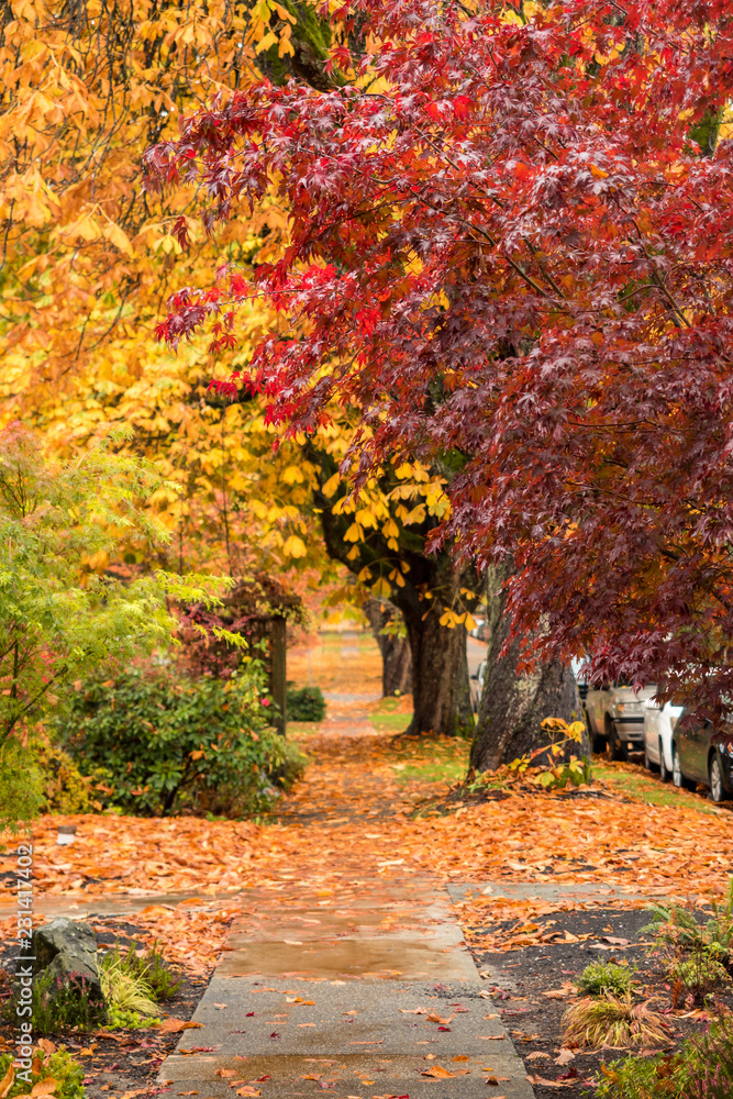 Naklejka premium red and golden leaves covered trees on both sides of the road covered in yellow leaves on the street