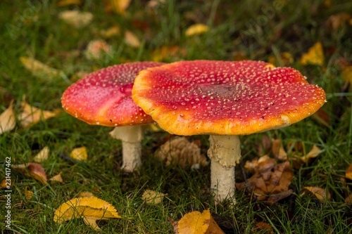 close up of big red mushrooms with white spots on the cap on a fall leaves filled grassy ground