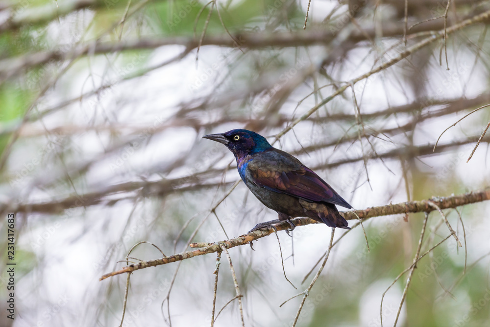 Common grackle perched in a Boreal forest, Quebec, Canada. Common grackle perched in a Boreal forest, Quebec, Canada.