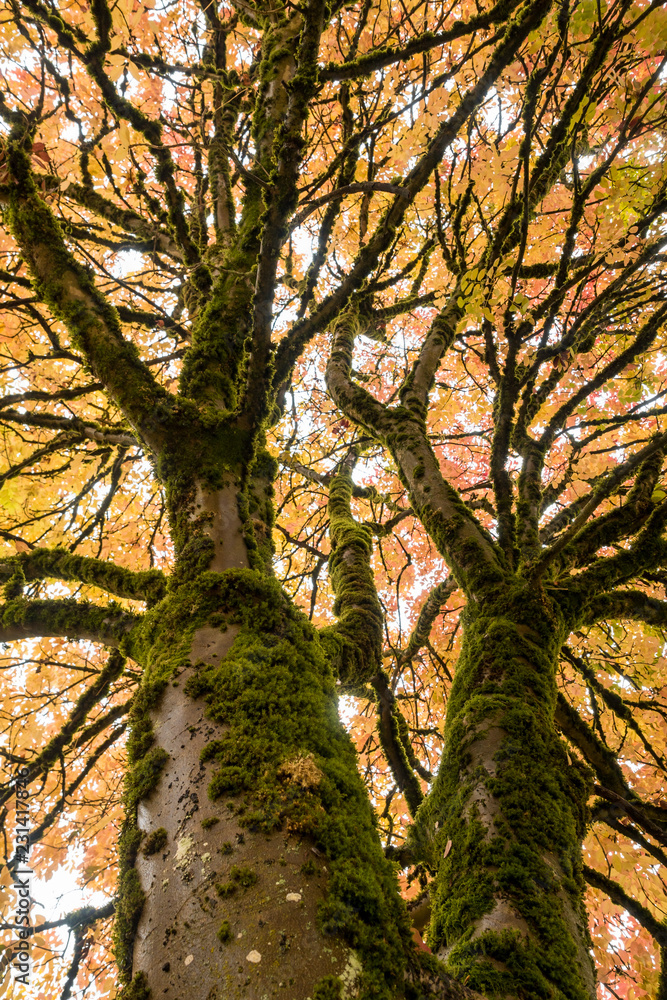 Obraz premium tall trees with moss covered trunks and orange autumn leaves covered top view from below