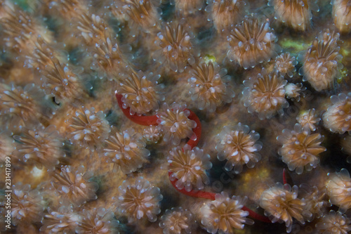 natural coral close up