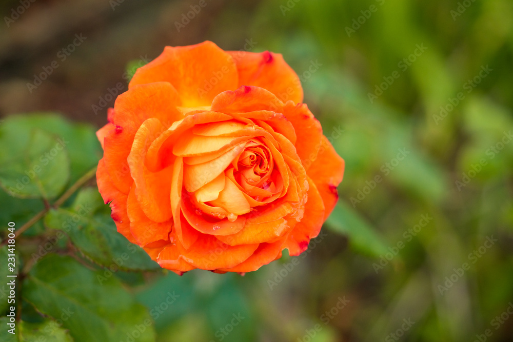 single orange rose with blurry green leaves background single orange rose with blurry green leaves background